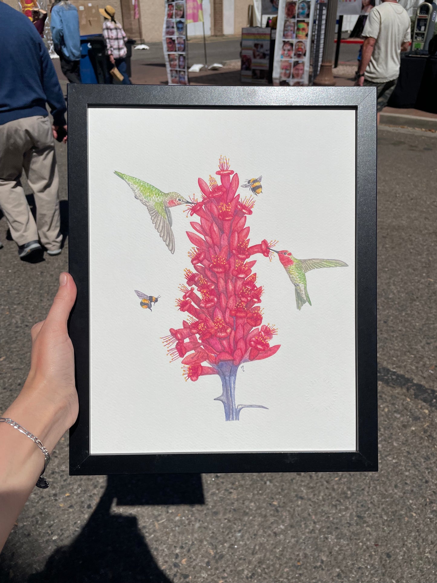Anna's Hummingbird + Ocotillo Bloom - Giclee fine art prints