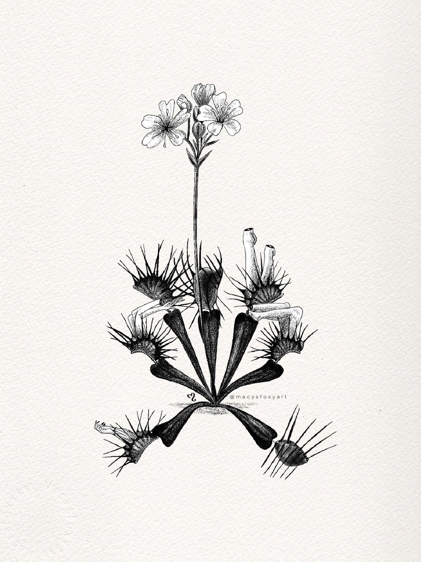 Venus Fly Trap - Giclee fine art prints