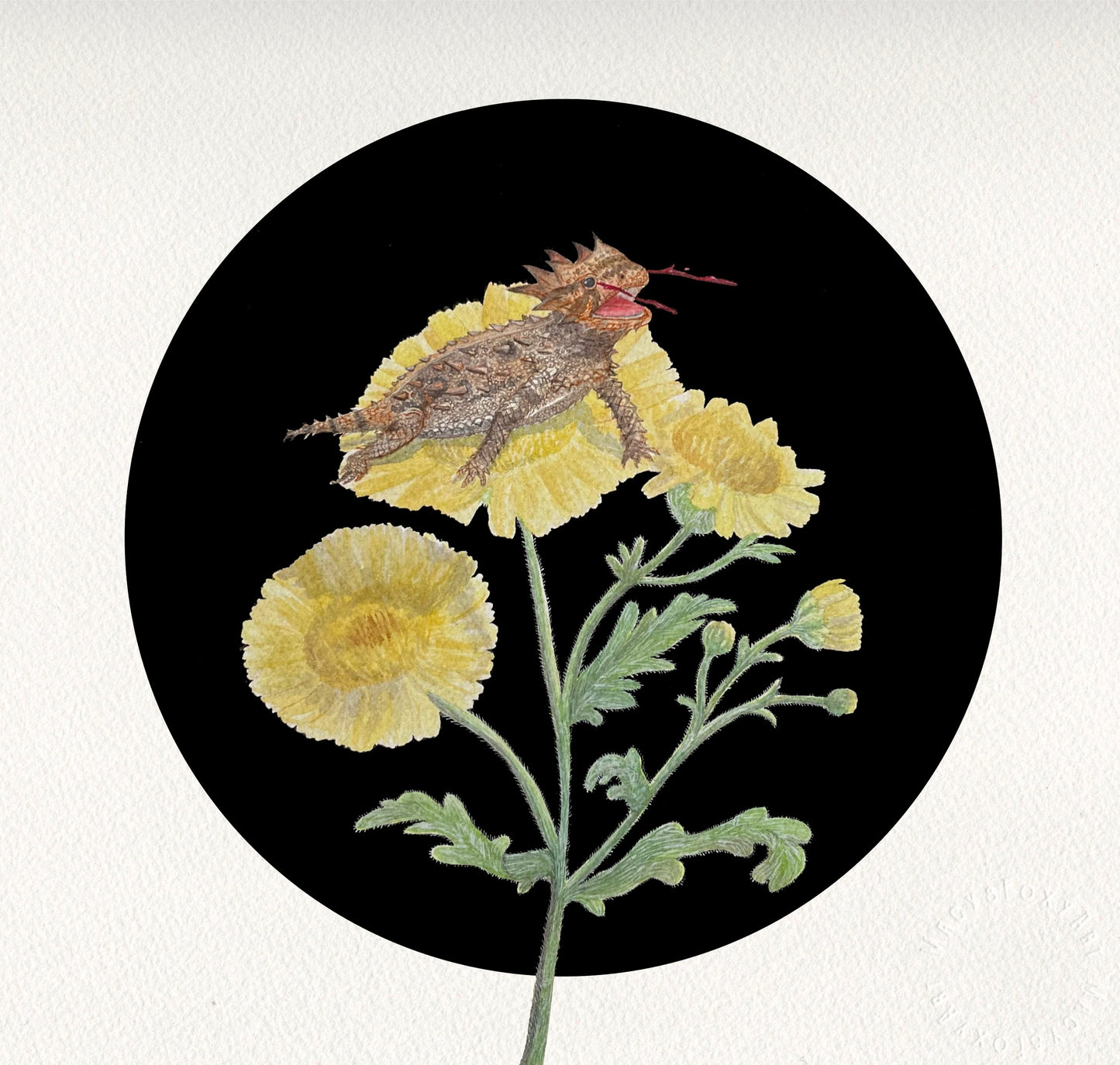 Horned Toad on Desert Marigold - Giclee fine art prints