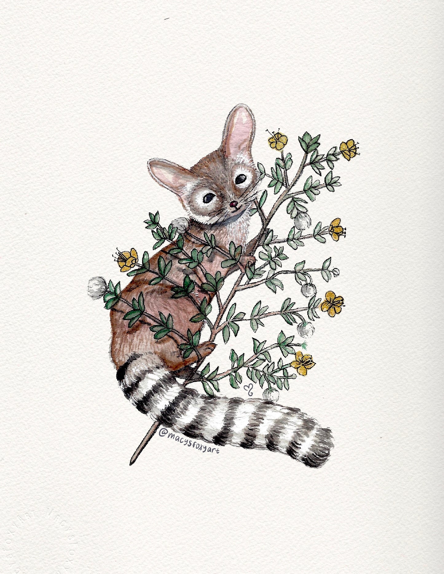 Ringtail Cat + Creosote - Giclee fine art prints