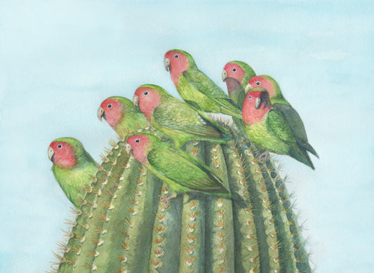 Peach faced love birds + Saguaro - Giclee fine art prints