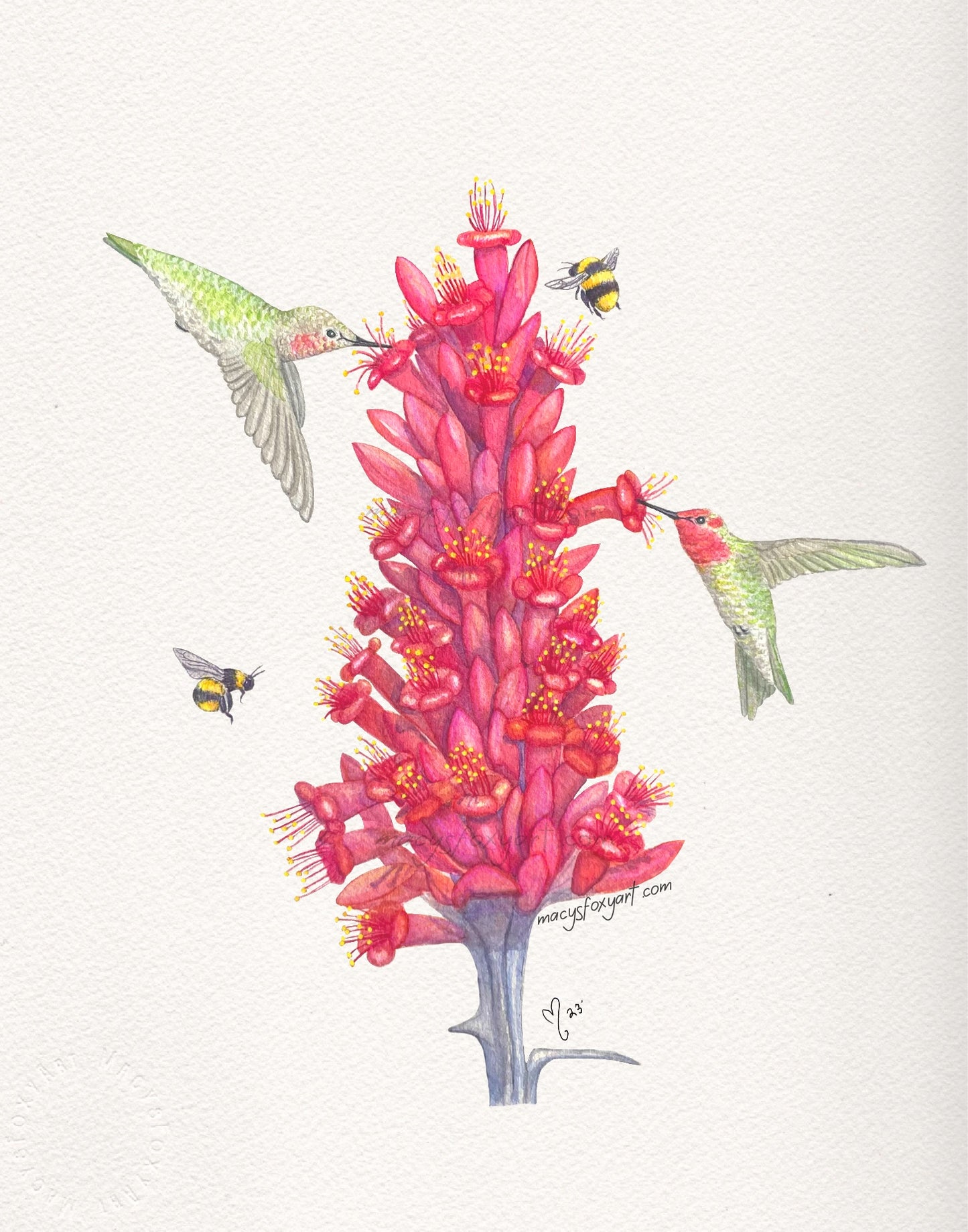Anna's Hummingbird + Ocotillo Bloom  - Giclee fine art prints