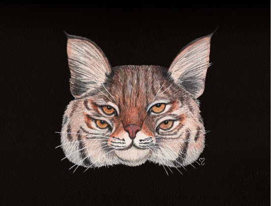 Bobcat Illusion - Giclee fine art prints
