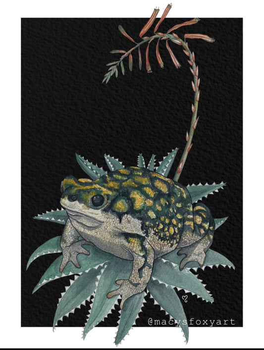 Sonoran Green Toad and Aloe - Giclee fine art prints