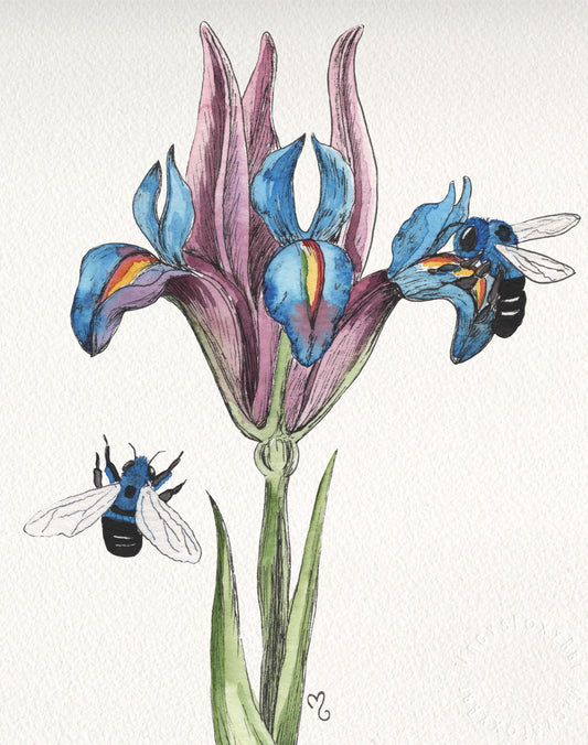 Blue Bees and Blue Iris - Giclee fine art prints