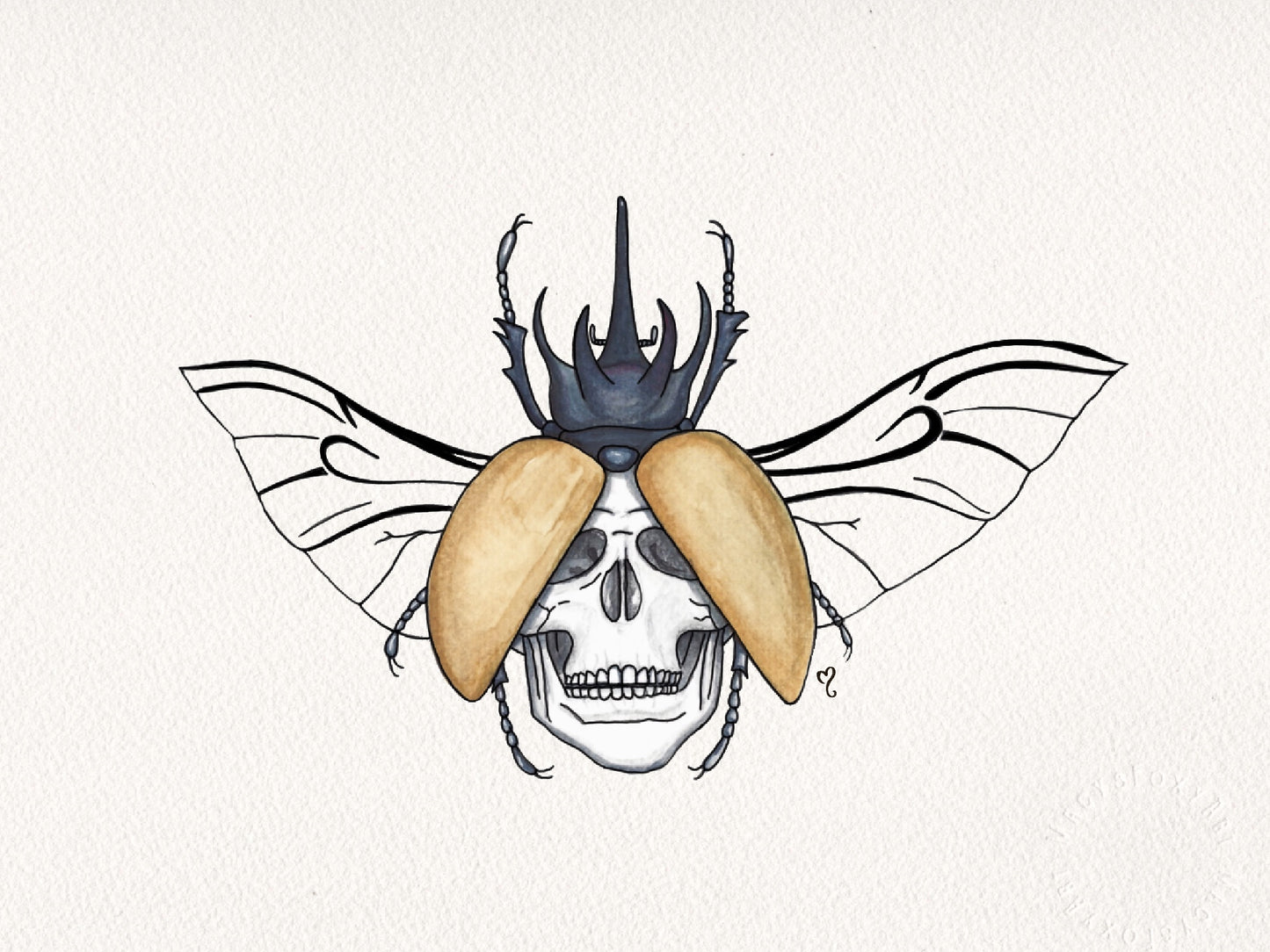 Beetle Skull  - Giclee fine art prints