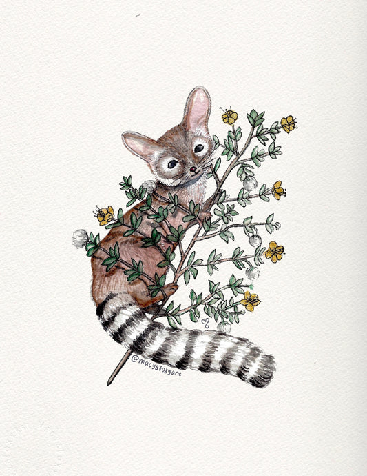 Ringtail Cat + Creosote  - Giclee fine art prints