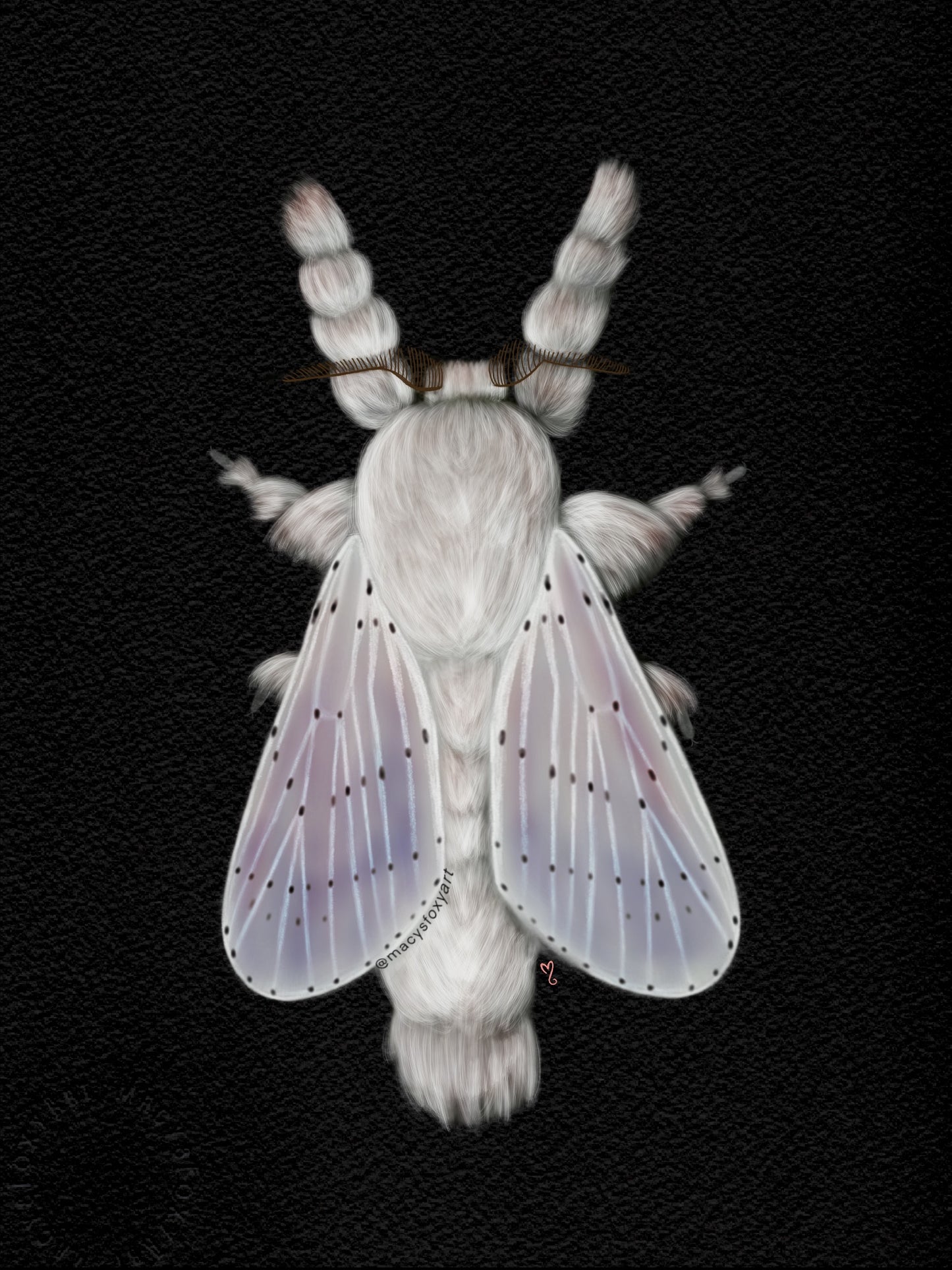 Venezuelan Poodle Moth - Giclee fine art prints
