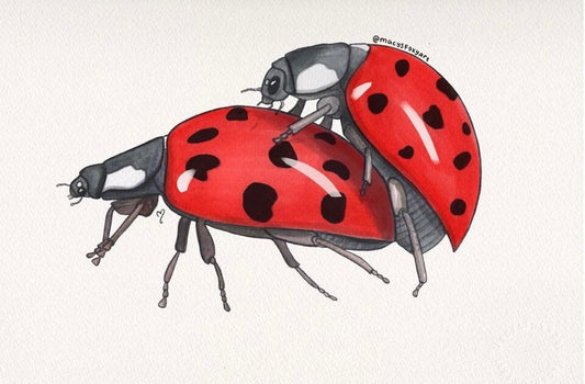 Ladybugs in Love - Giclee fine art print